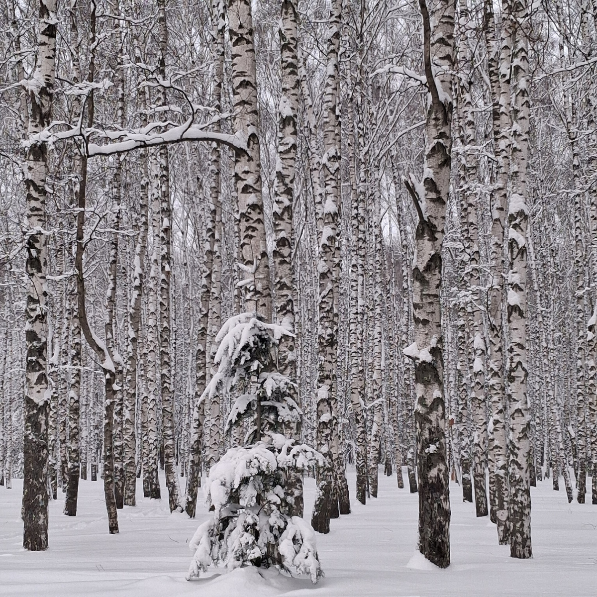 В парке "Швейцария". Нижний Новгород. Фото автора.