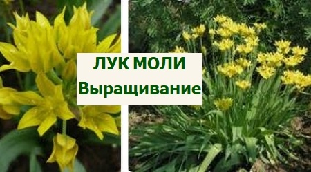 лук моли выращивание
