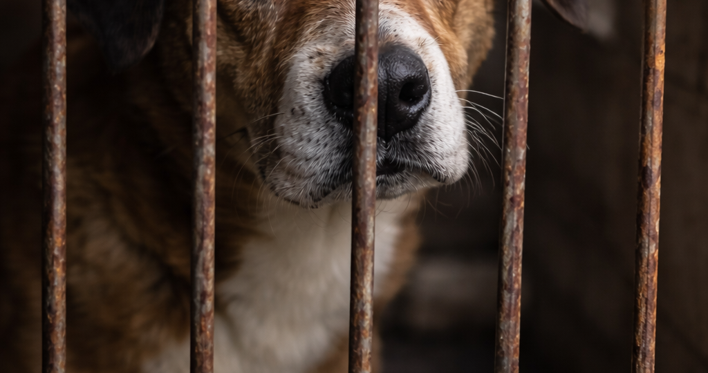 История животного, за которым никто не приходил