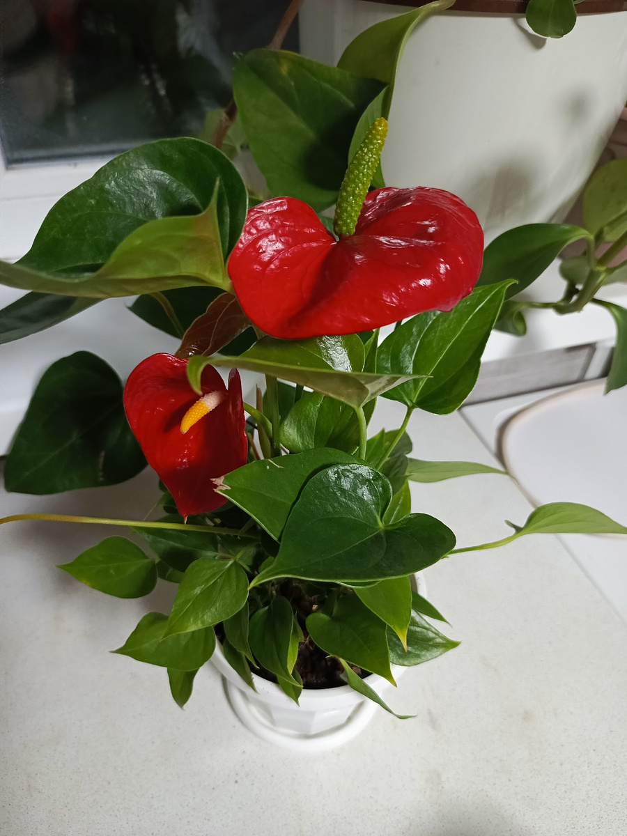 Цветёт непрерывно с июня месяца.