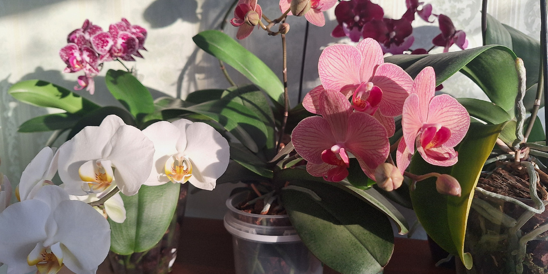 Орхидеи заиграли новыми красками, заискрились на солнышке🌝