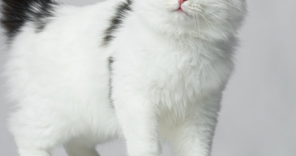 15 бездомных кошек из подвала на попечении одного волонтёра.