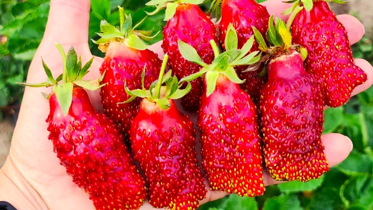 Земклуника