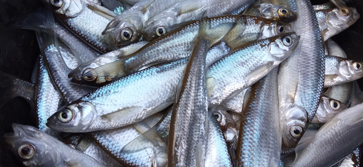 Преднерестовый жор уклейки - очень запоминающаяся, динамичная и азартная рыбалка