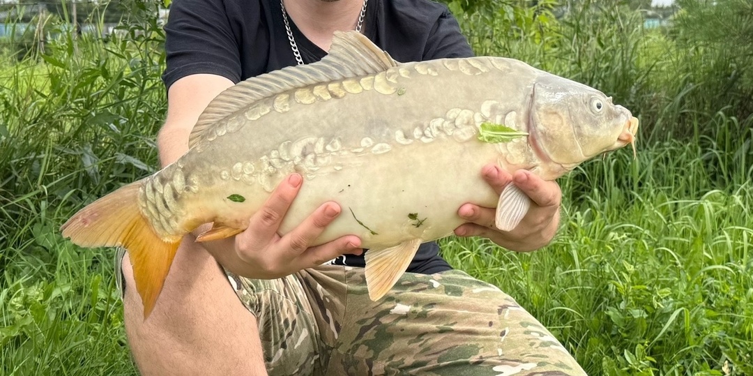 Сезонные миграции рыб наших водоёмов.