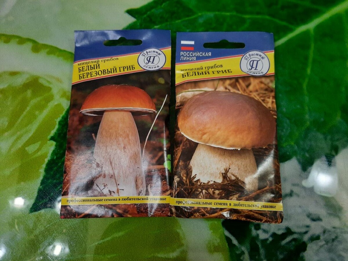 Купили мицелий грибов, будем выращивать