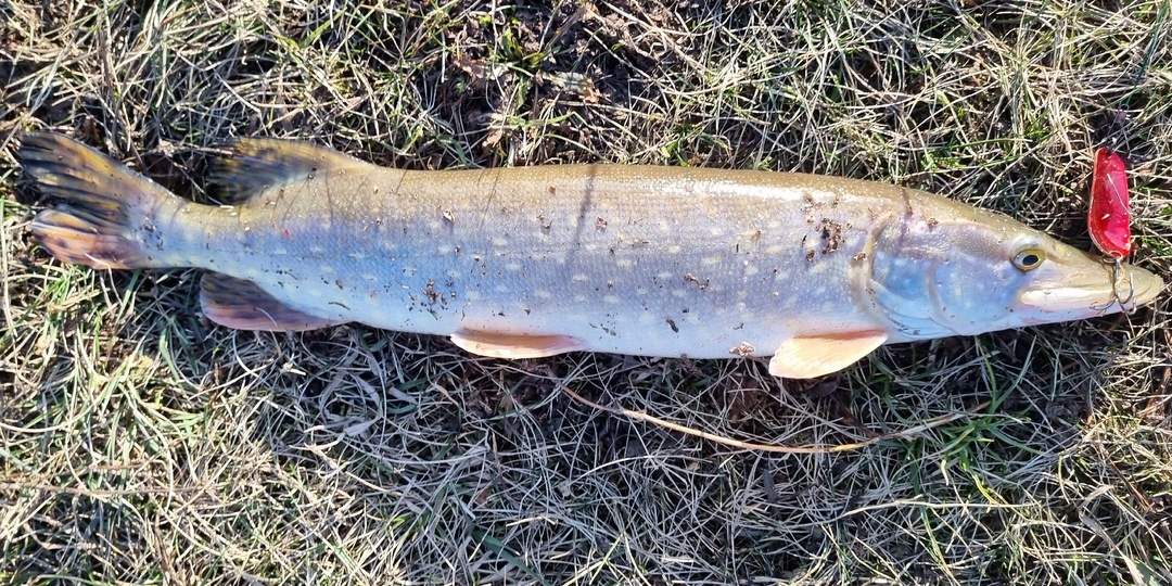 Техники спиннинговой проводки