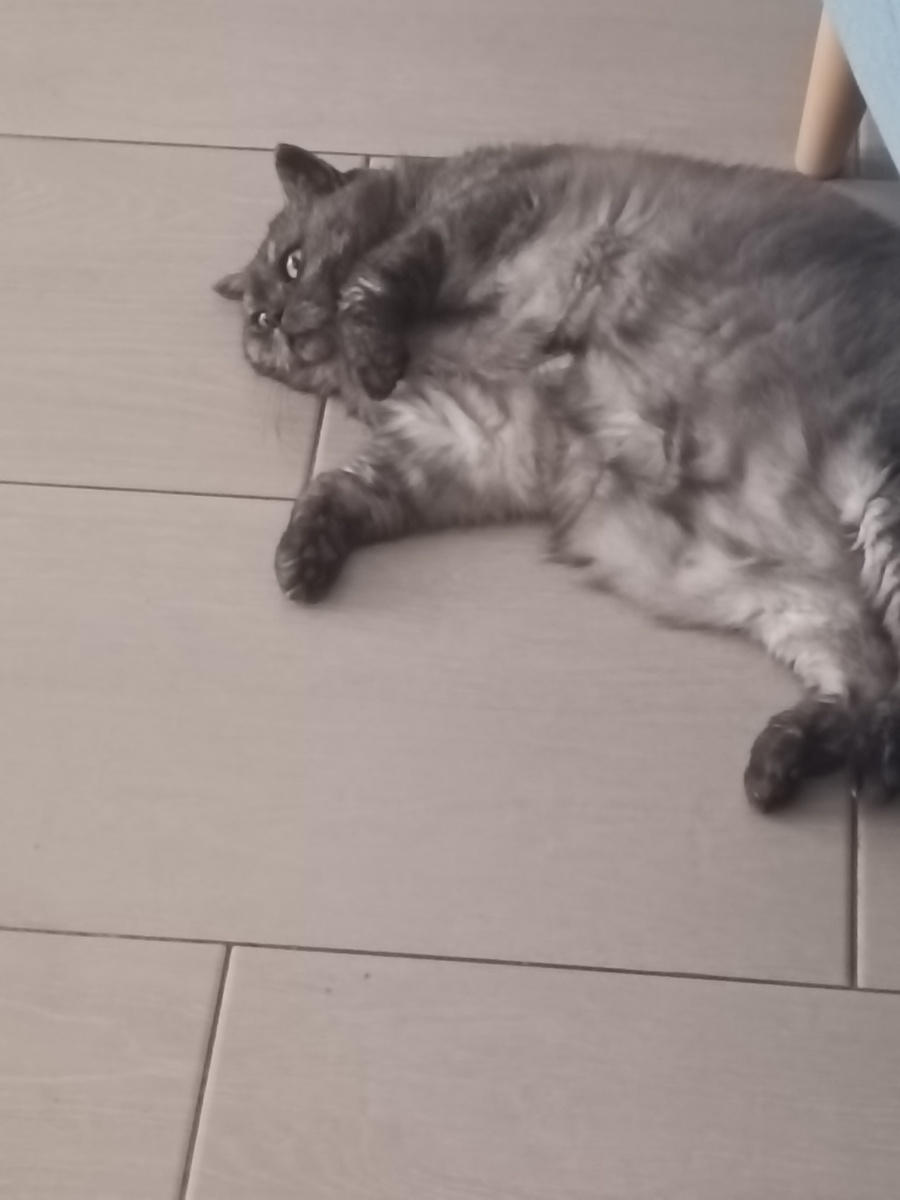 Всё воскресенье по дому носилась, как худышка-спортсменка. К вечеру устала, увалилась на бочок🤣🤣🤣