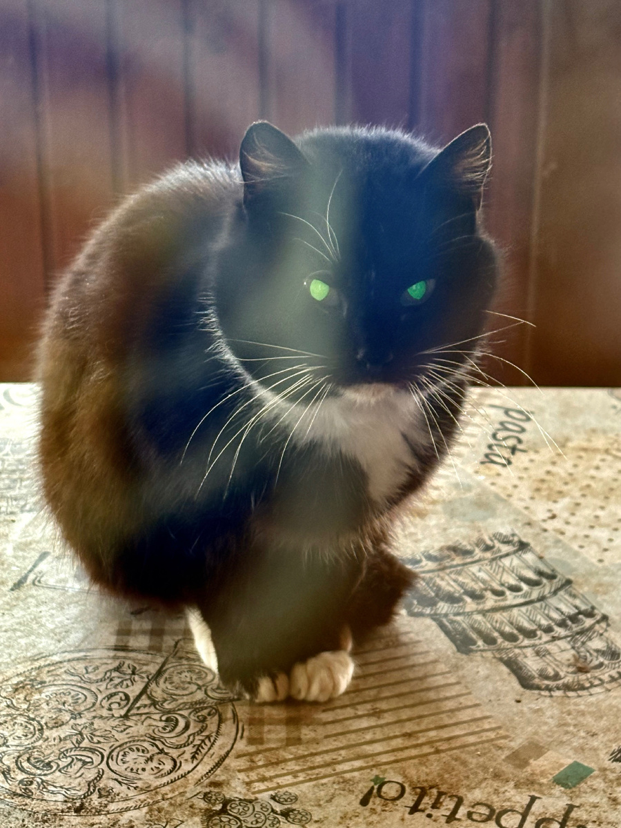 Маркизетта с круглыми щечкамм; Везде фото автора.