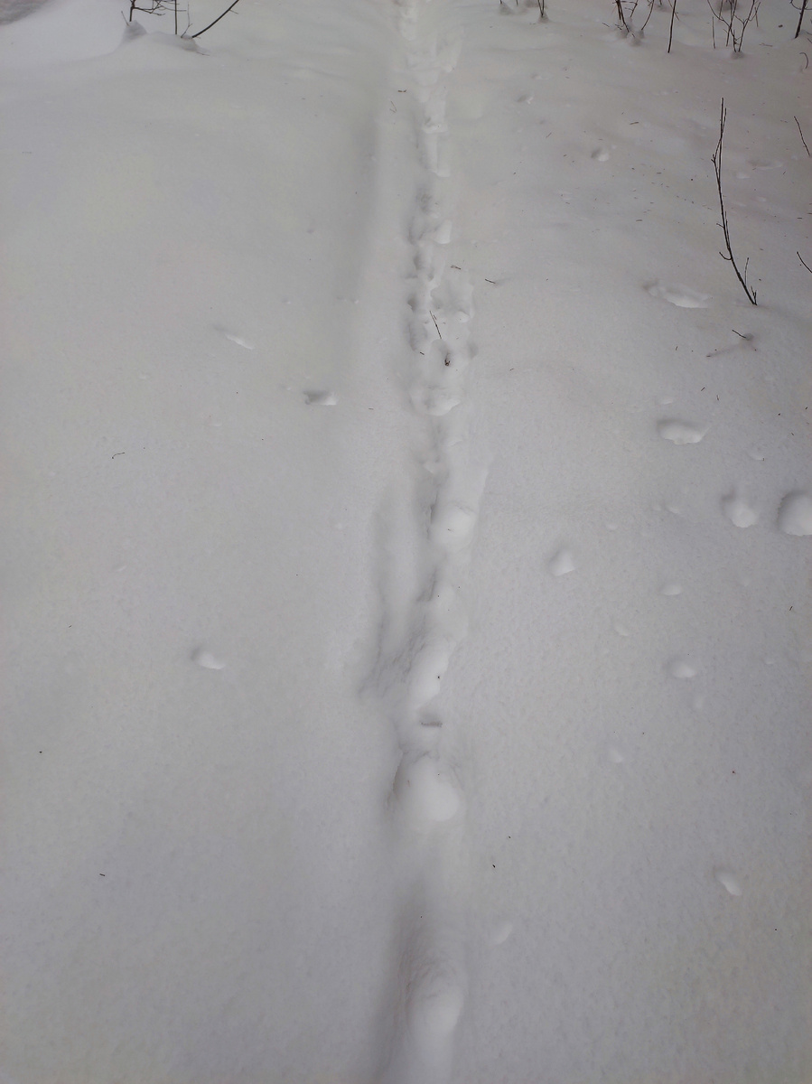 Это тропинка, если что.