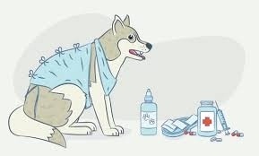 Научно доказано: стерилизация приводит к необратимым изменениям в поведении собак 
 
Как показывают исследования, стерилизованные суки испытывают серьезные сложности с коммуникацией. 
 
Тотальная стерилизация собак как средство контроля популяции долгое время активно пропагандировалась на Западе врачами и зоозащитниками. Без оглядки на особенности породы и возможные последствия, они в один голос настаивали на проведении операций в самом раннем возрасте, задолго до наступления полового созревания. 
 
К счастью, в последние годы разговоры в Европе и США на эту тему стали понемногу утихать, одновременно приобретая более разумные интонации. Судя по всему, немалое количество исследований, подтверждающих неоднозначность вмешательства в организм животного все же сделали свое дело.