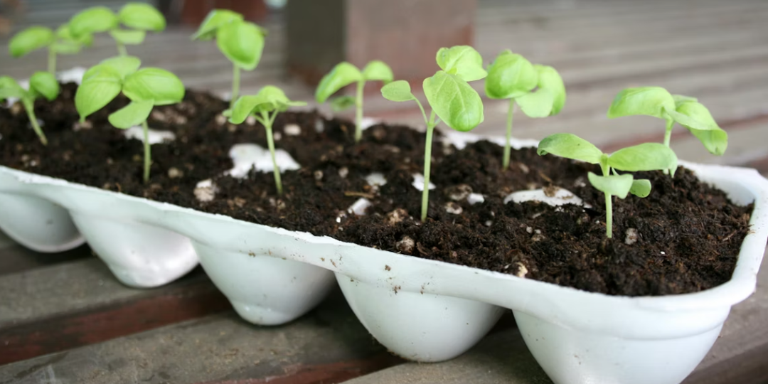 1 ложка на 1 литр — и рассада попрет как угорелая: вырастет мощной и коренастой