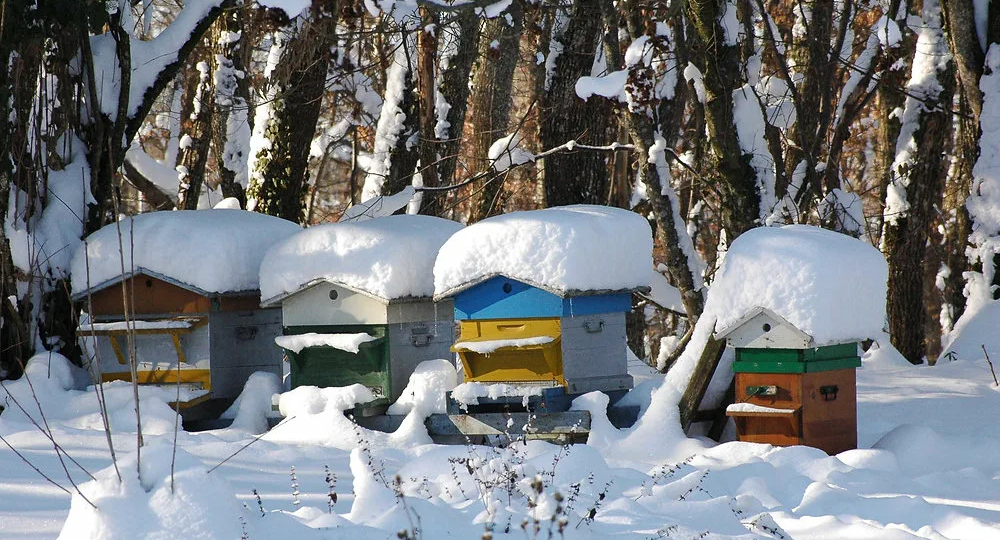 Углекислый газ в жизни пчел