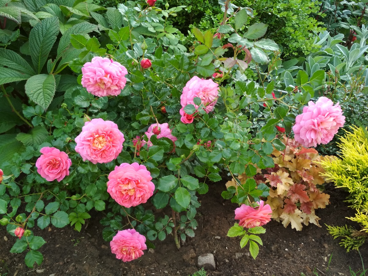 Английская роза Christopher Marlowe, селекция David Ostien