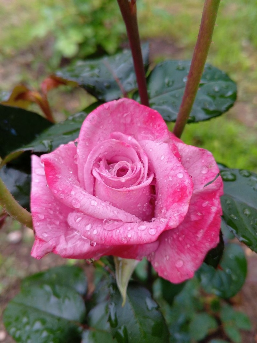 Чайно-гибридный сорт Paradise (Burning Sky), селекция Weeks