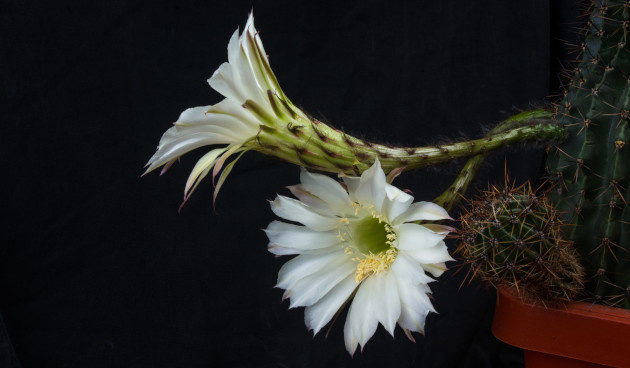    Эхинопсис трубкоцветный. Фото: Greens and Blues / Shutterstock / Fotodom