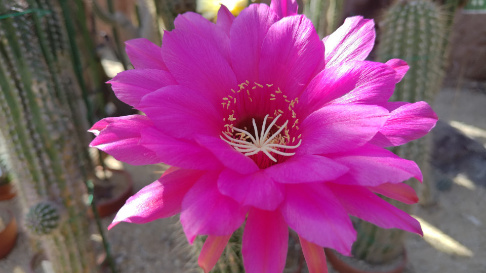 Эхинопсис. Фото: Lauren Lauren / Shutterstock / Fotodom
