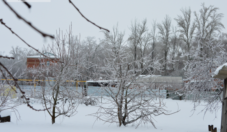 Фото автора. 25.01.2026. Станица.