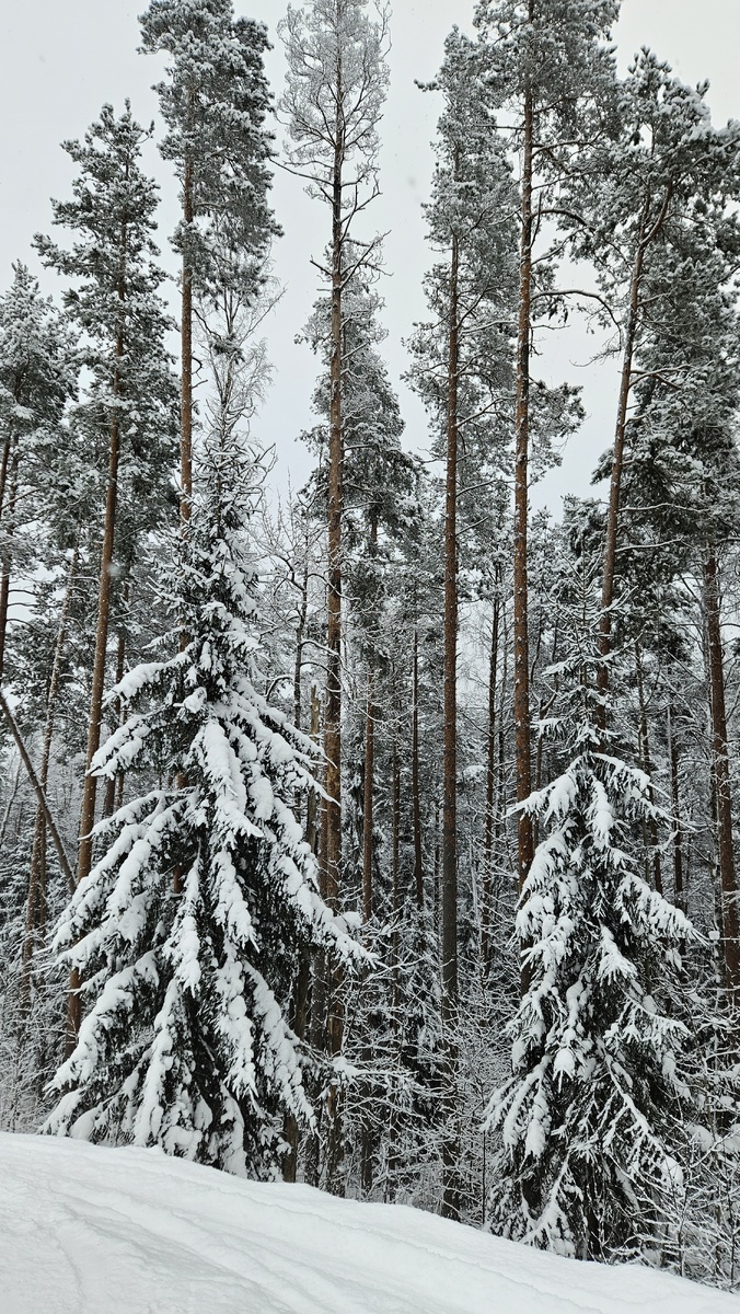 Ели и сосны Приозерского района (фотография автора).