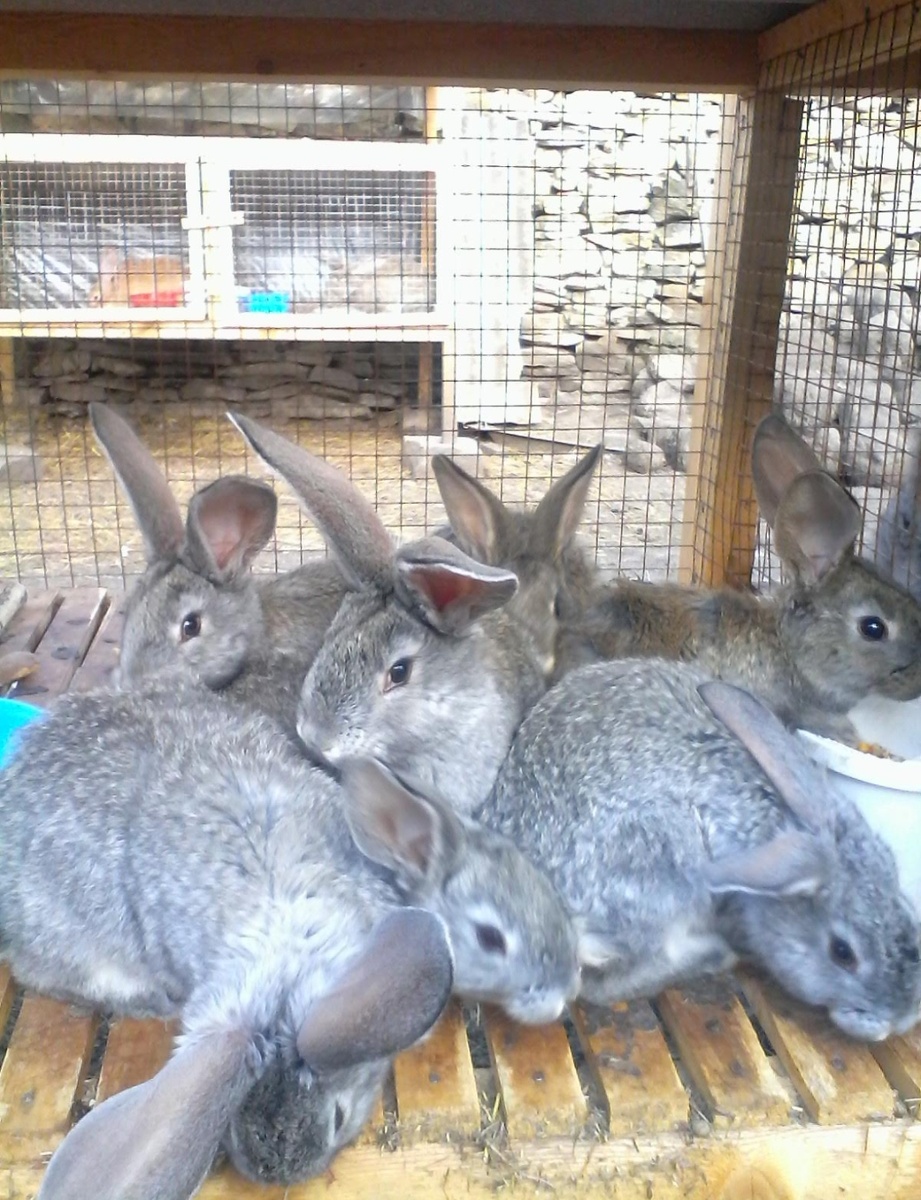 Молодь серого великана, фото из архива