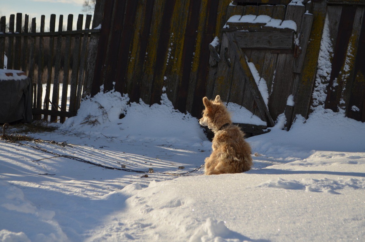 Собачка Лолка ловит лучики зимнего солнца. Фото автора