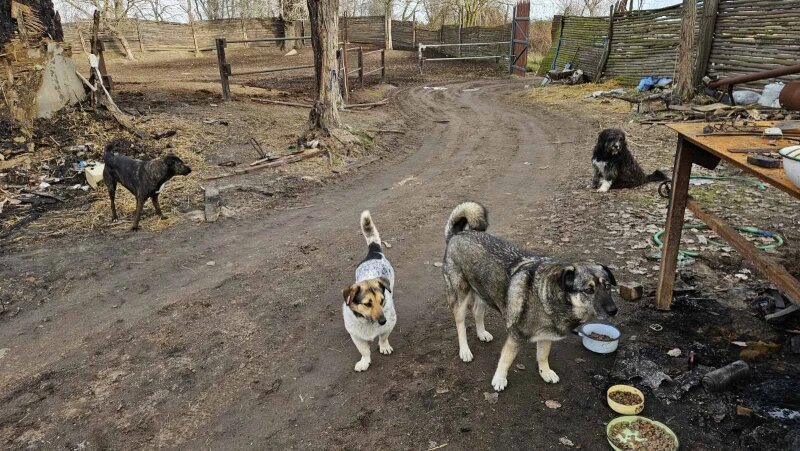 Спас бригада 16 лап, 4 хвоста. Варна, Аспарухово, База Фанагория