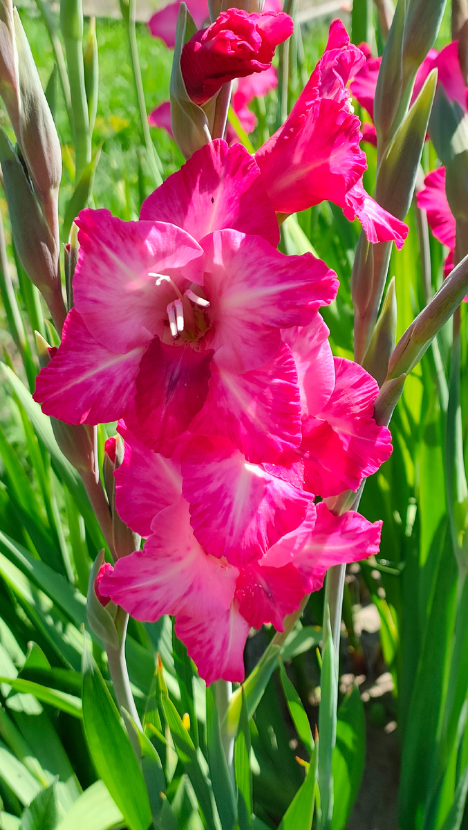 27.07.25 Гладиолус малиновый