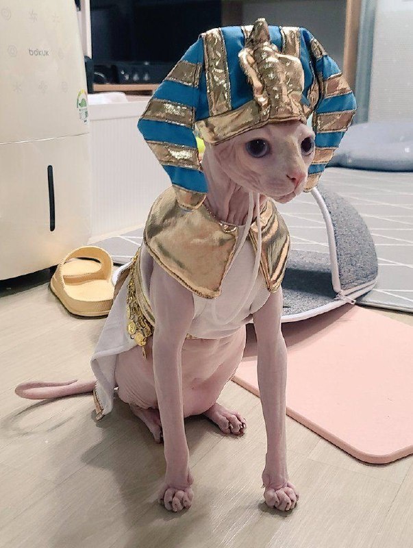 Вот такие сфинксы 