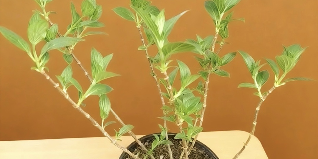 Частые ошибки при черенковании гортензий после зимовки!