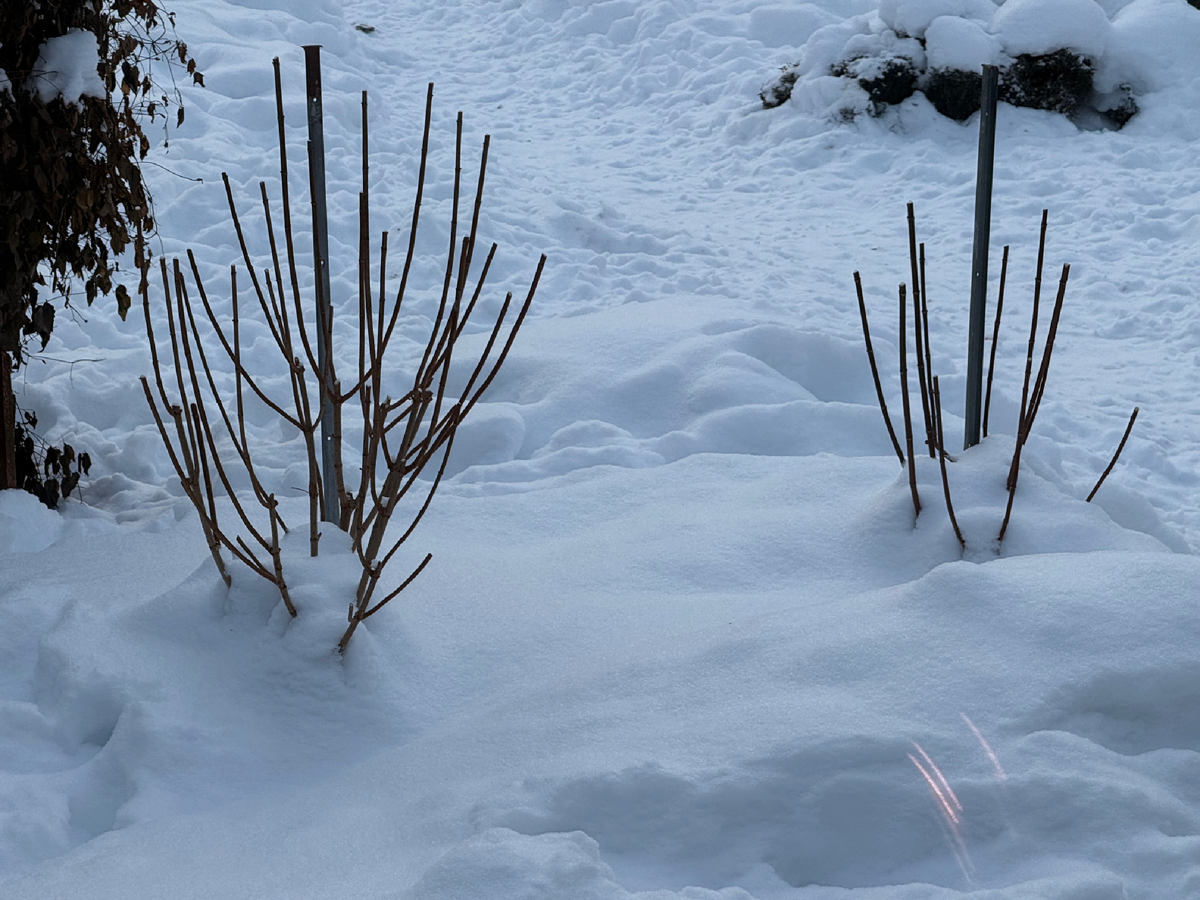 Гортензии Лаймлайт и Ванилла Фрайз обрезаны осенью 2025, январь 2026