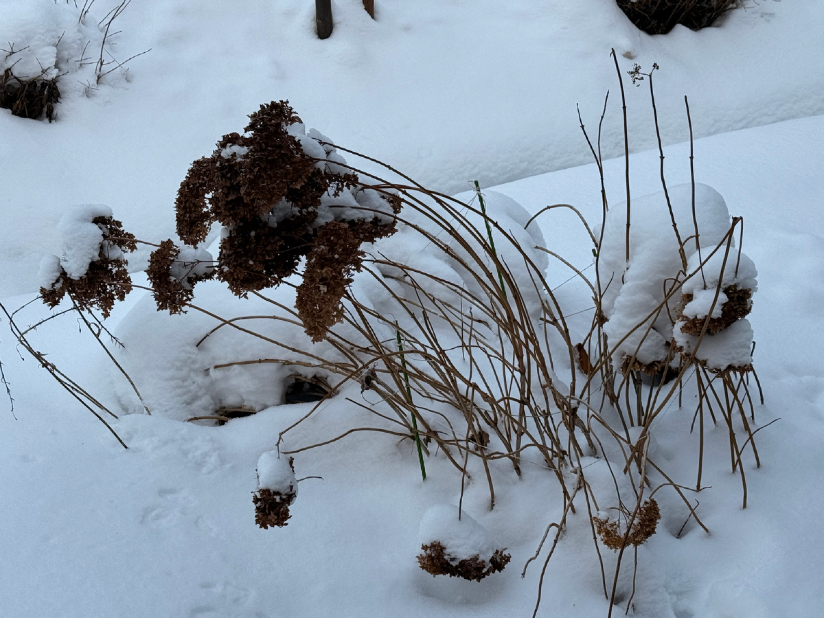 Древовидная гортензия Аннабель перед домом, январь 2026