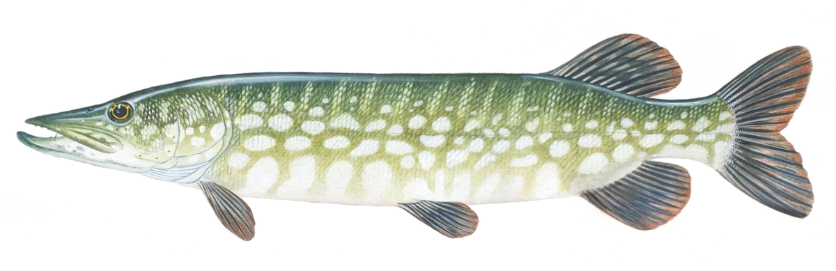 Esox cisalpinus