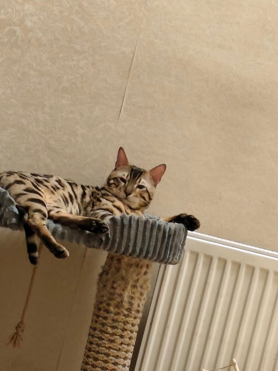 Я всё вижу😻