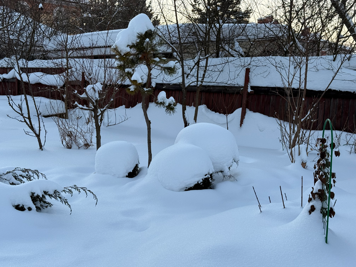 Сад после снегопада, февраль 2026