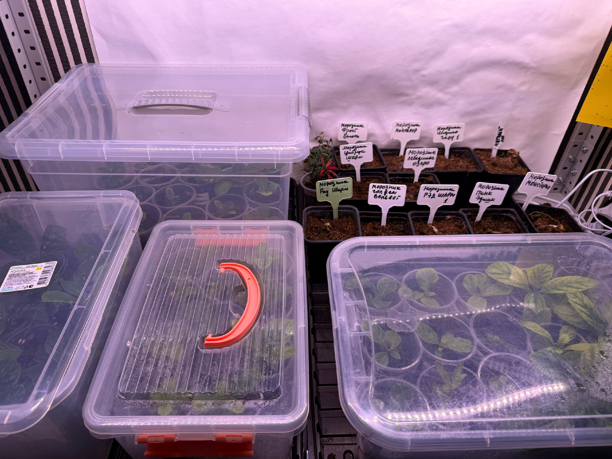 Черенки гортензий в контейнерах, январь 2026