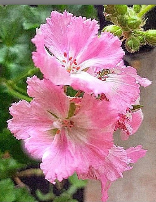 Моя красотка Eras Silva 