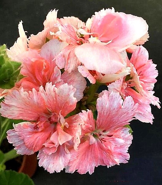 Pukin Kili. Жаль, спортанула.