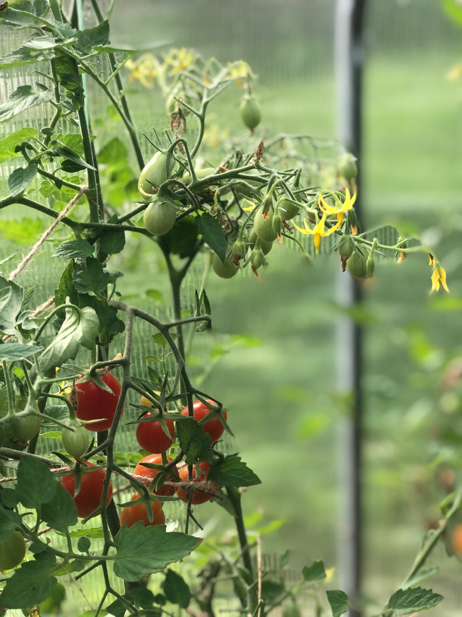 Томат черри Марс, 2025