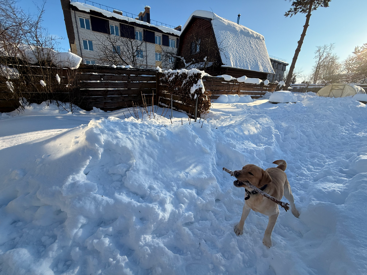 Нормально у нас снега? Слева вверху видно макушки гортензий Лаймлайт и Ванилла Фрайз, которые обрезаны на высоте 1,5 метра! Февраль 2026