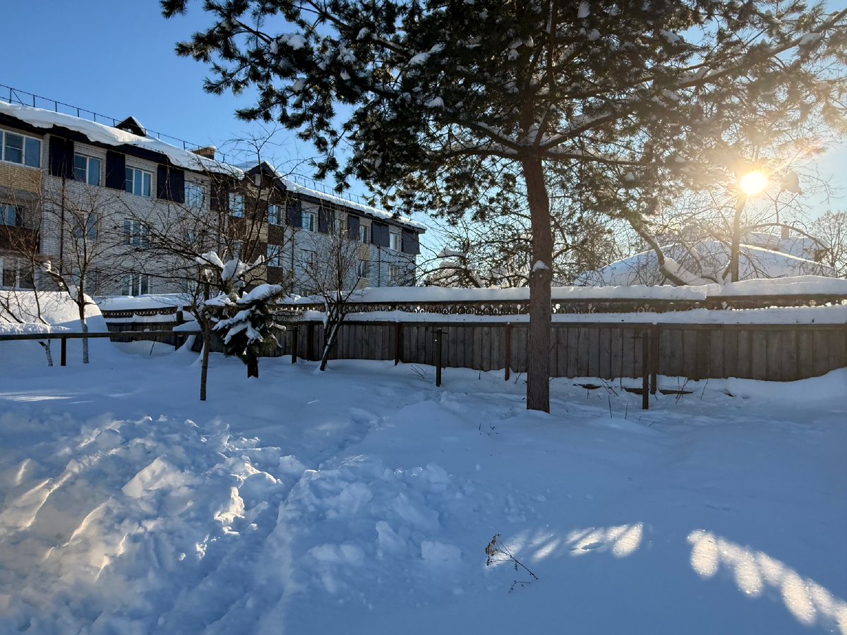 Под сосной снега поменьше, но гортензий не видно вообще! Февраль 2026
