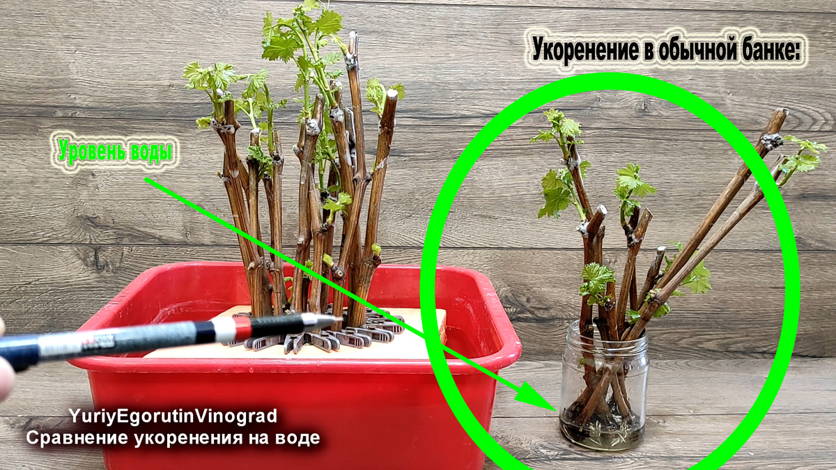 Укоренение в обычной банке.