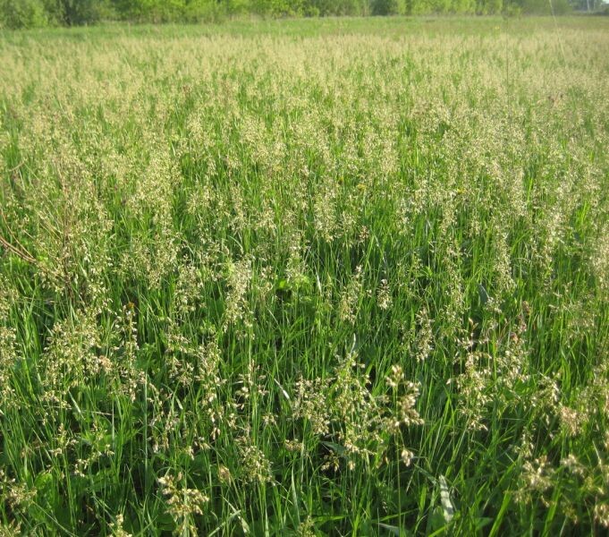 Зубровка душистая ( Яндекс картинки )