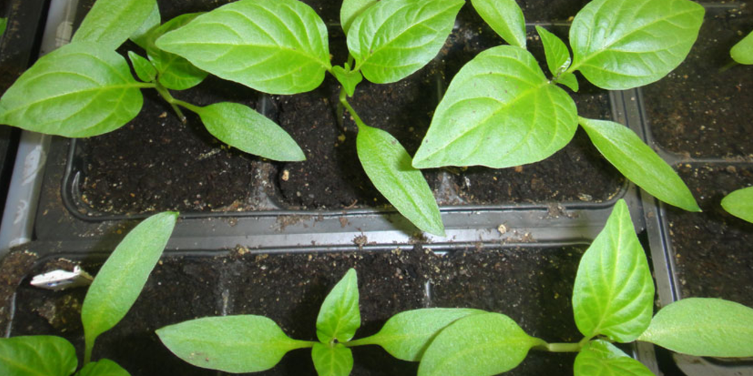 Чем подкормить рассаду перца для мощных корней. Первая важная подкормка перца