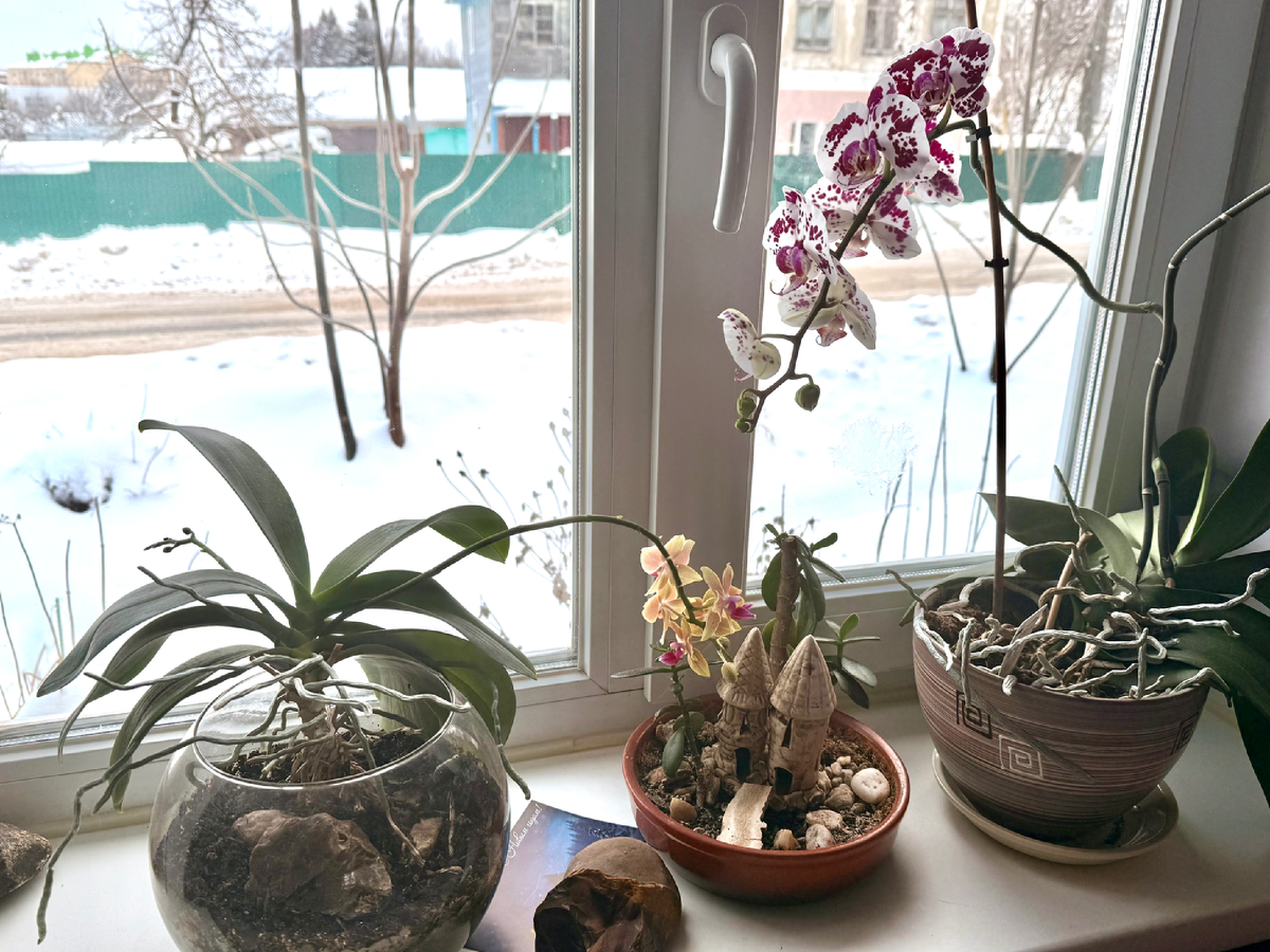 Орхидеи на окне перед моим рабочим столом, февраль 2026