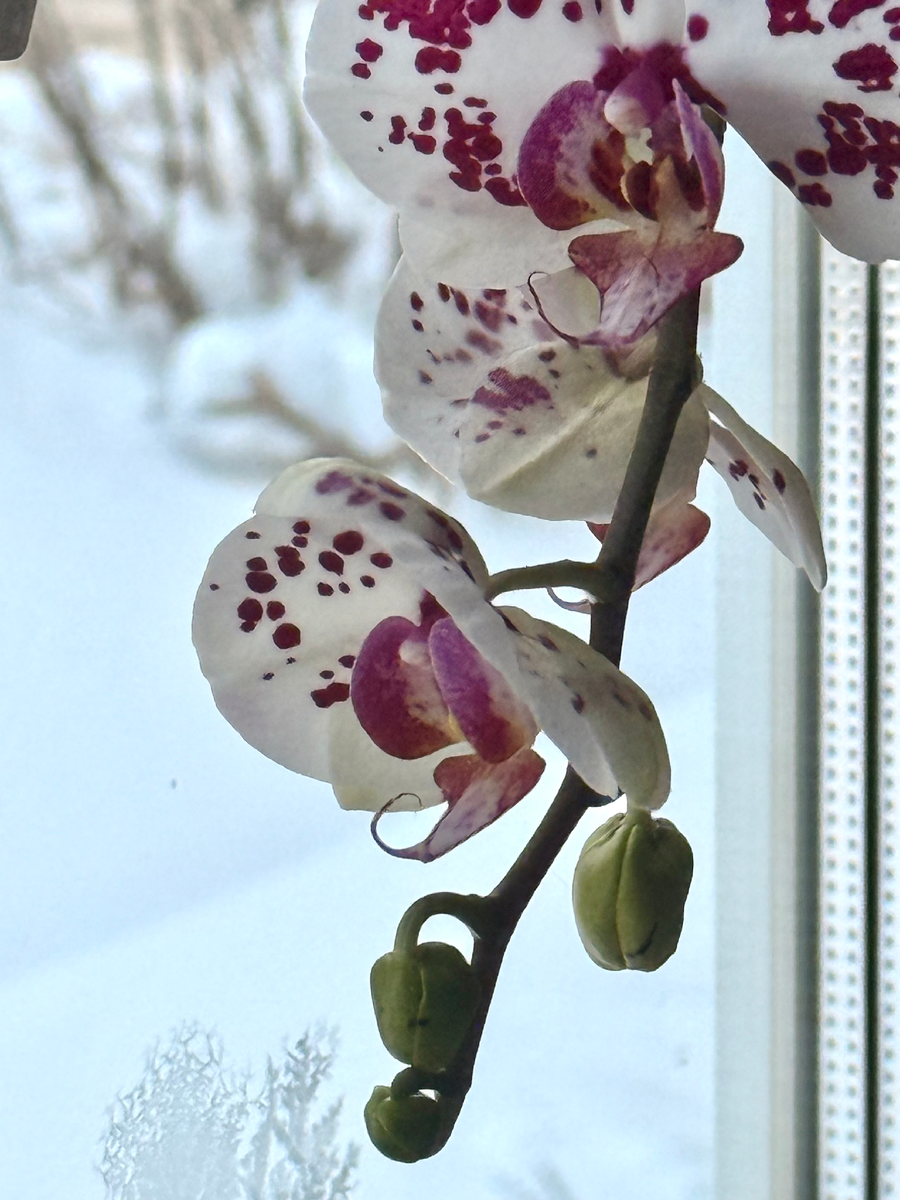 Орхидея и мороз на окне, февраль 2026