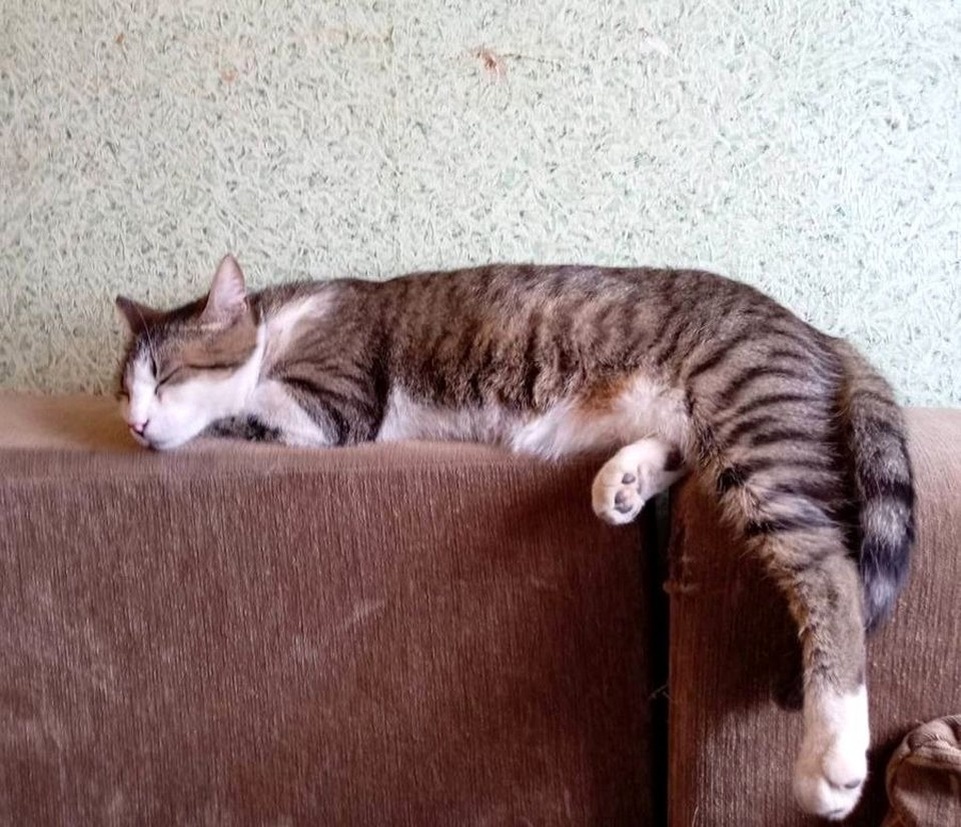    Тот самый кот Мартин из Беларуси, который спас хозяйку, разбудив ее во время пожара - кусал и кричал. Фото: Dzr.by