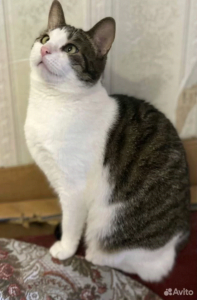 Но я могу показать свою преданность и дружелюбие🐈💖