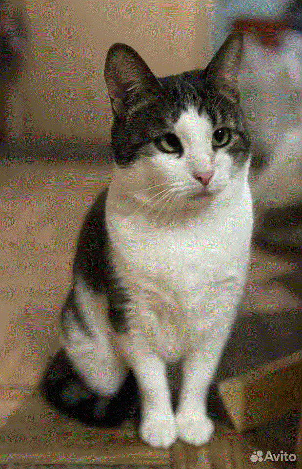Где же ты моя котомама😿