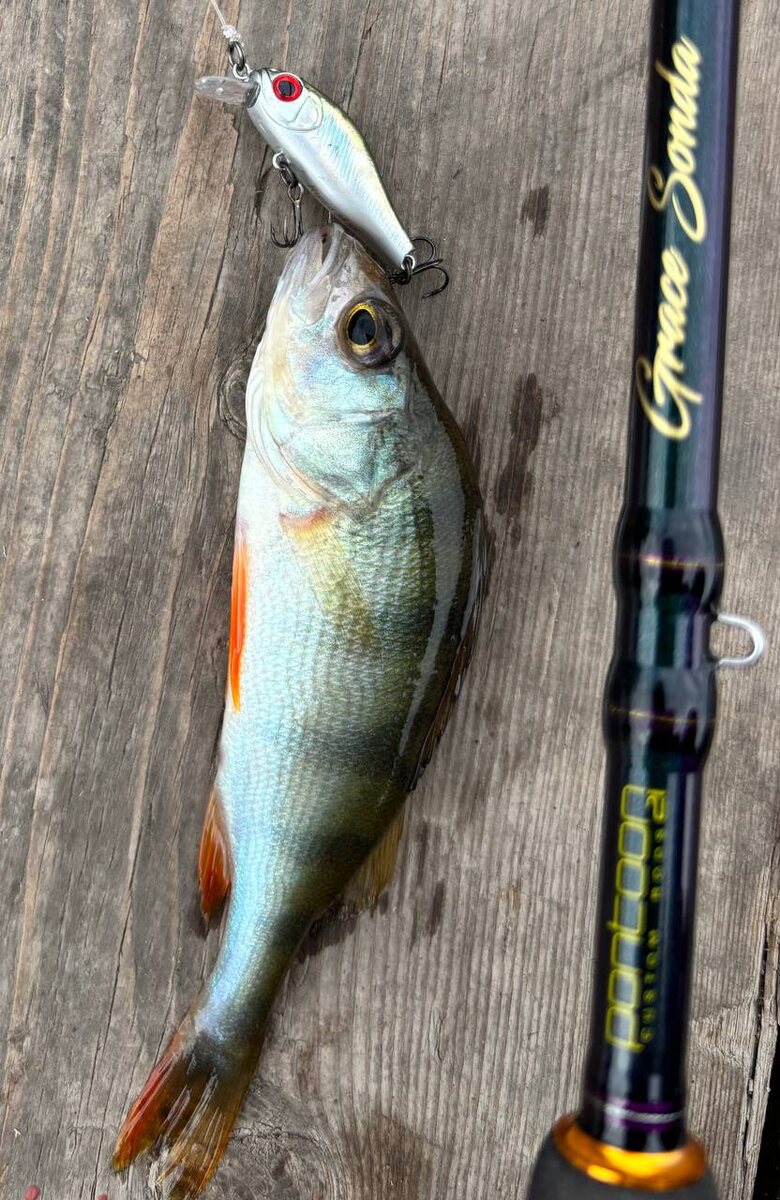 Микроокунек и GraceSonda GSS702XUL