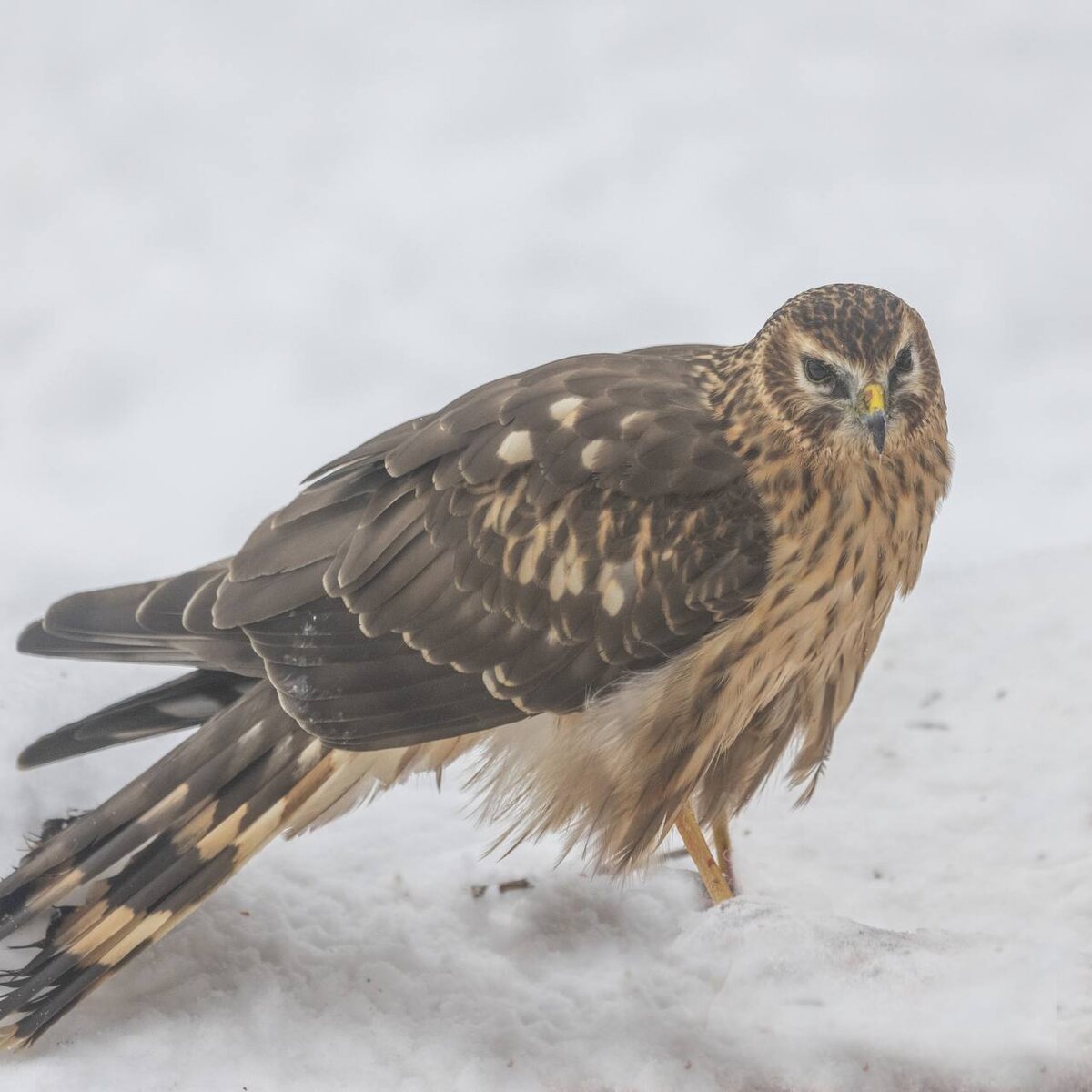 Автор фото: Анатолий Смирнов